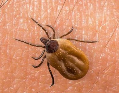 Z boleriozą można wygrać!