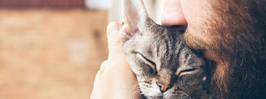 kocia milosc z haczykiem cala prawda o chorobie kociego pazura